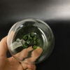 Tapered glass ash catcher 14mm Male - Image 8